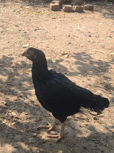 lasani Muskhi high qualty one eye hen