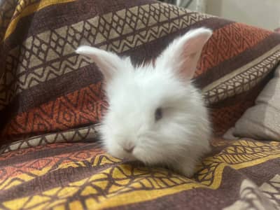 loin head pure angora red eyes bunnies