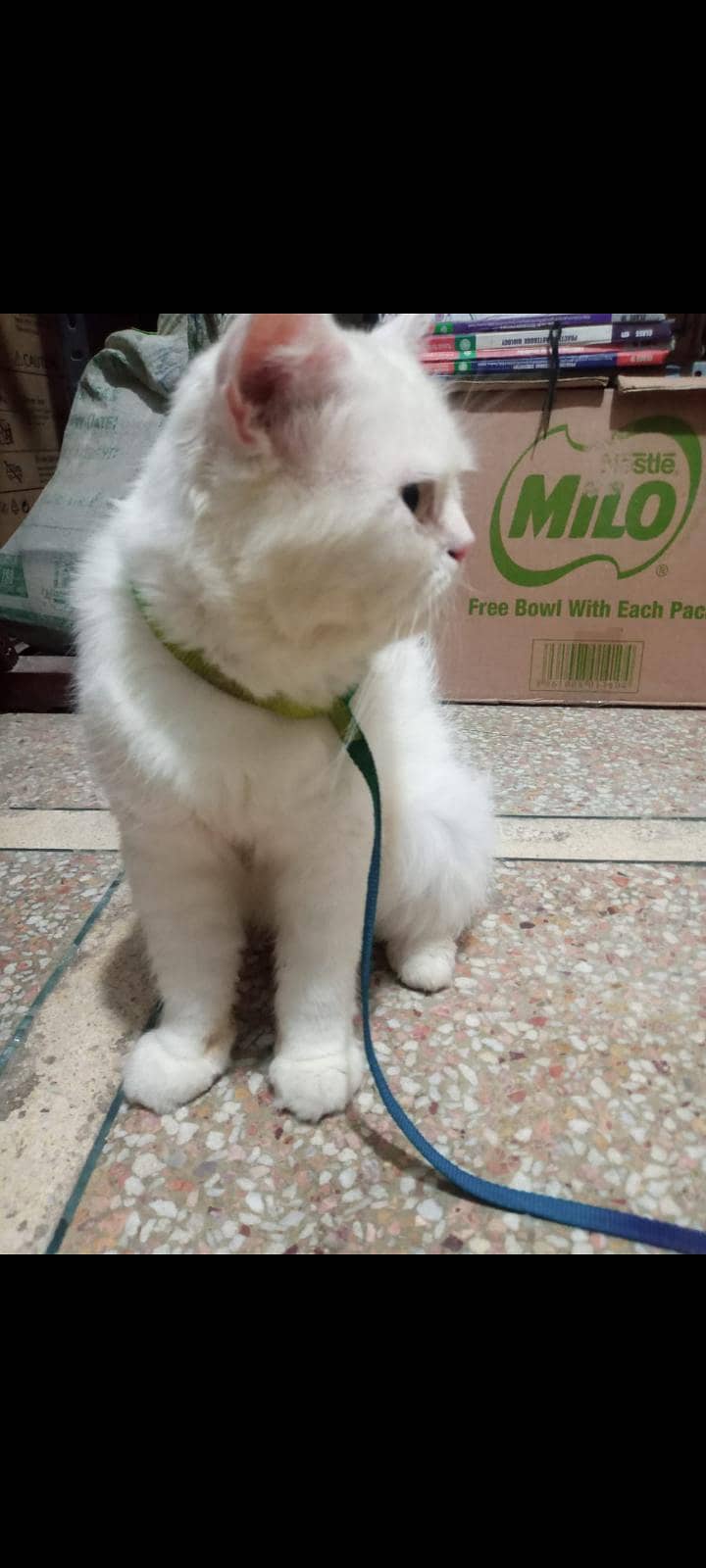 available for mating 0