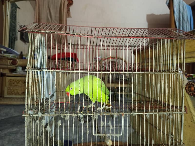 Parrot  2