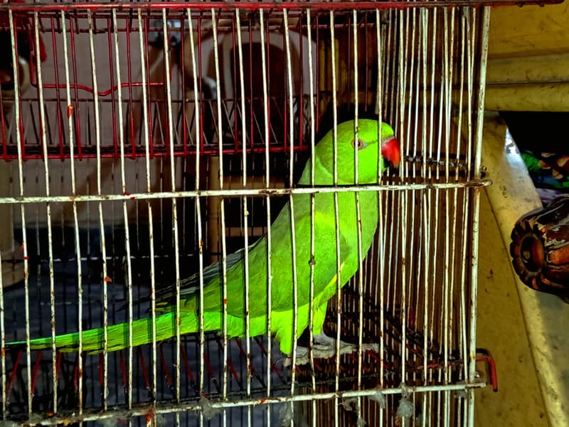 Parrot  3