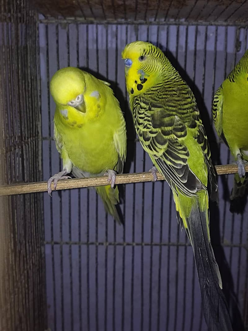 Budgies Undersize Pair 0