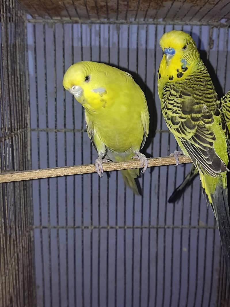 Budgies Undersize Pair 1