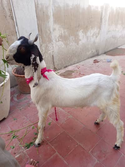 Goats for sale / Healthy & Active / Bakra for sale (6 goats)