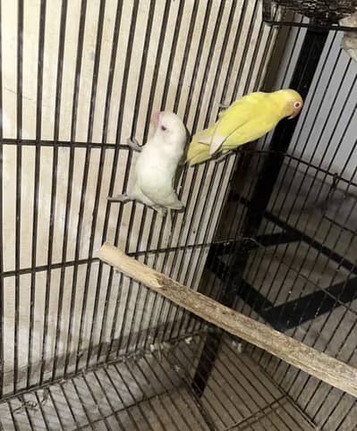 Breeder pair Albino red eye male cremino red eye female urgent sale