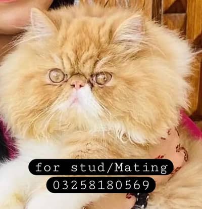 High Quality Cfa blood line Piki/peki  persian for Stud/Mating