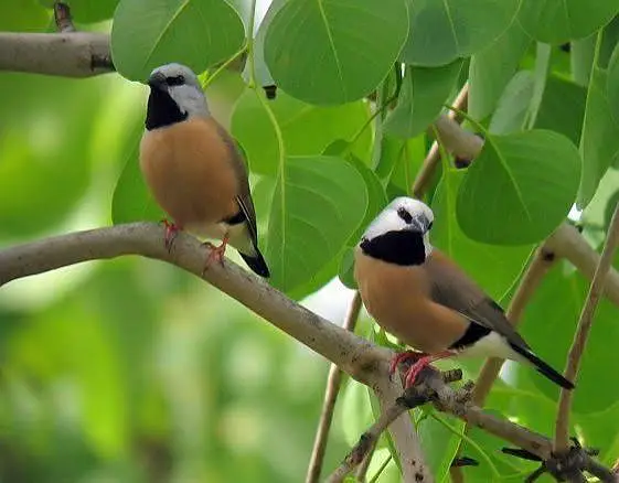 All Finch  Parson, Star Owl, Albino Cutthroat, Dimond, shaftail,goldia — photo 9