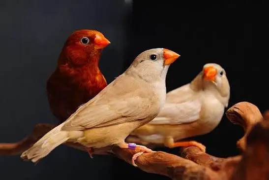 All Finch  Parson, Star Owl, Albino Cutthroat, Dimond, shaftail,goldia — photo 11