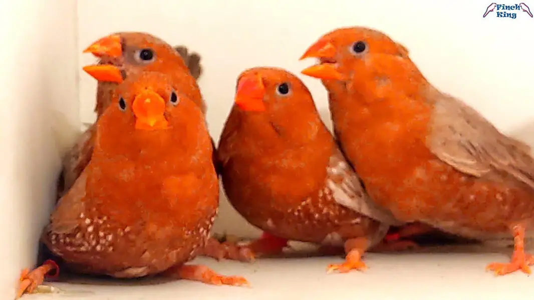 All Finch  Parson, Star Owl, Albino Cutthroat, Dimond, shaftail,goldia — photo 10