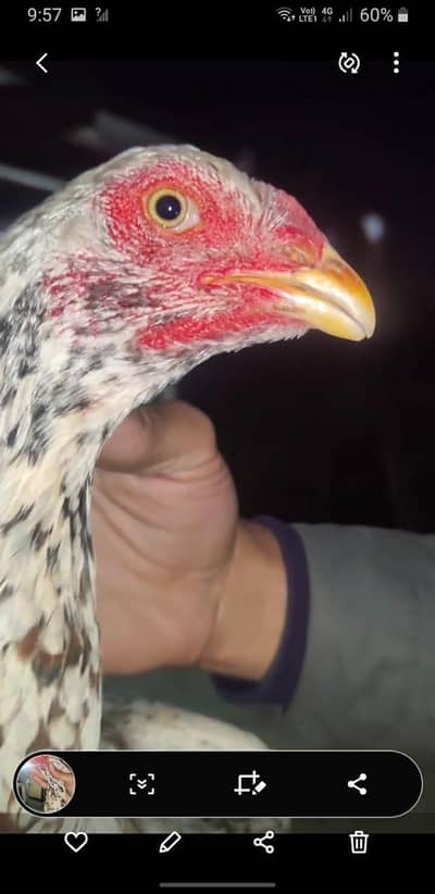 Japanese shamo female best quality available