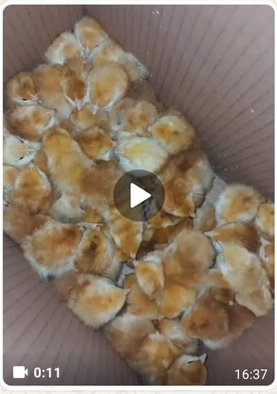 RIR Chicks & Furtile Eggs Pure Breed