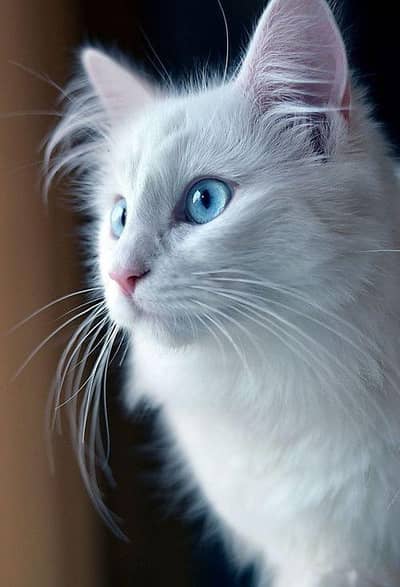 heavy coat white male kitten blue eyes