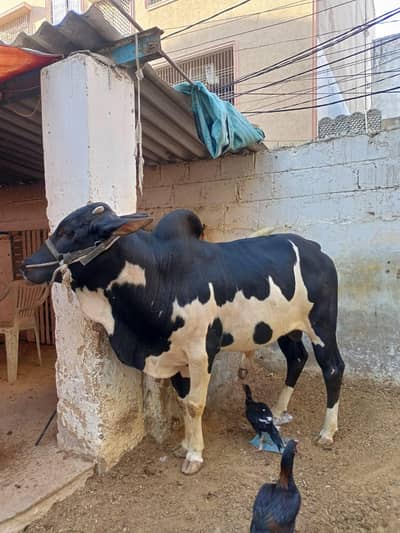 kheera 2026 ki qurbani ka