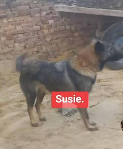 Belgian shepherd dog