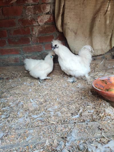 silky chicks available