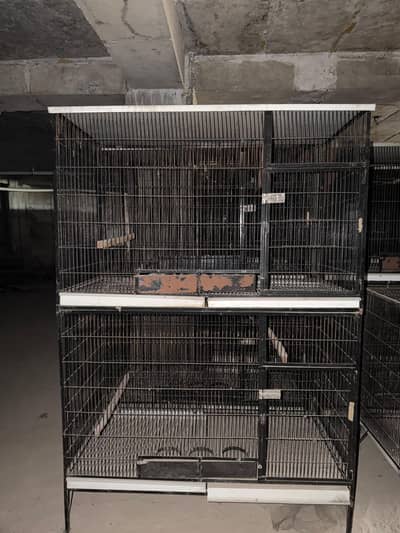 Big birds cages