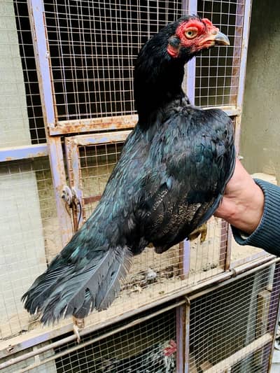 high Quality mushkii madi