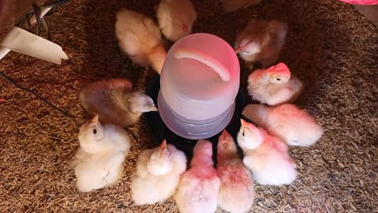 White Buff Chicks Golden Buff Chicks