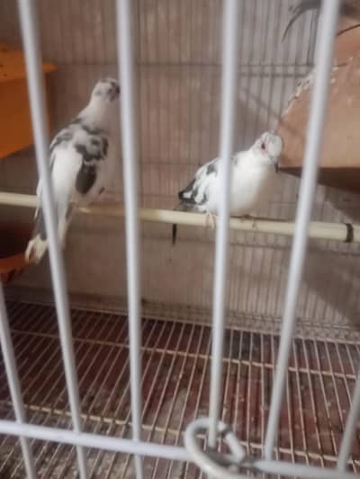 1000 3 pic 1 pear and 1 fimail arjant sell