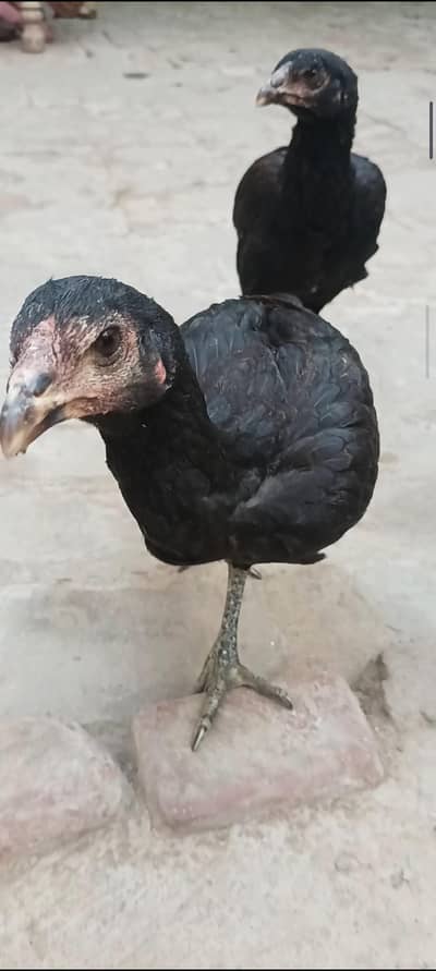 paur Thai pkoya pathiya available nick locker location Lahore