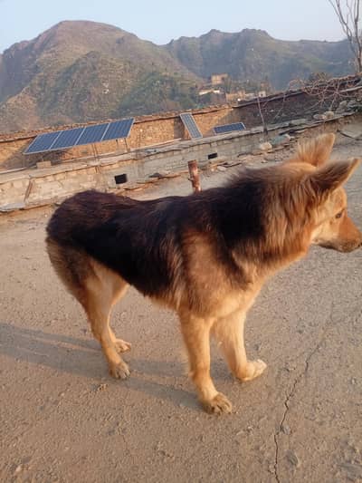 اعلیٰ نسل کا جرمن شیفرڈ (GSD) - گھر کی حفاظت کے لیے بہترین"