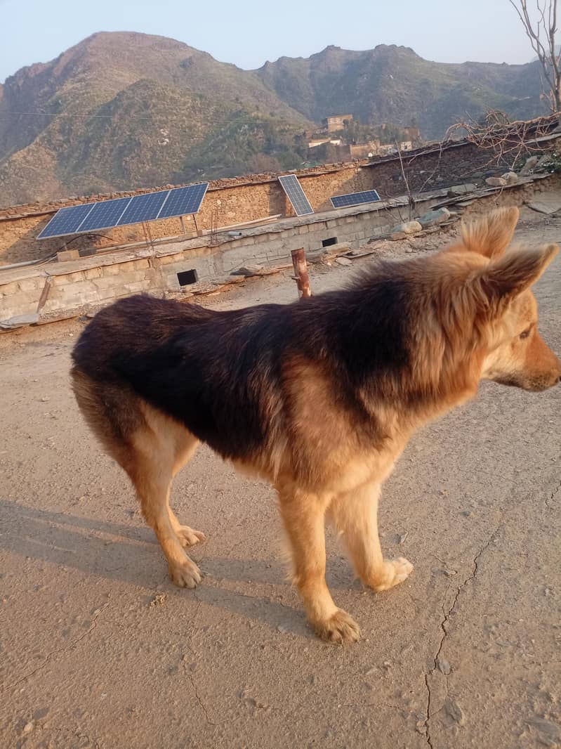 اعلیٰ نسل کا جرمن شیفرڈ (GSD) - گھر کی حفاظت کے لیے بہترین" 0