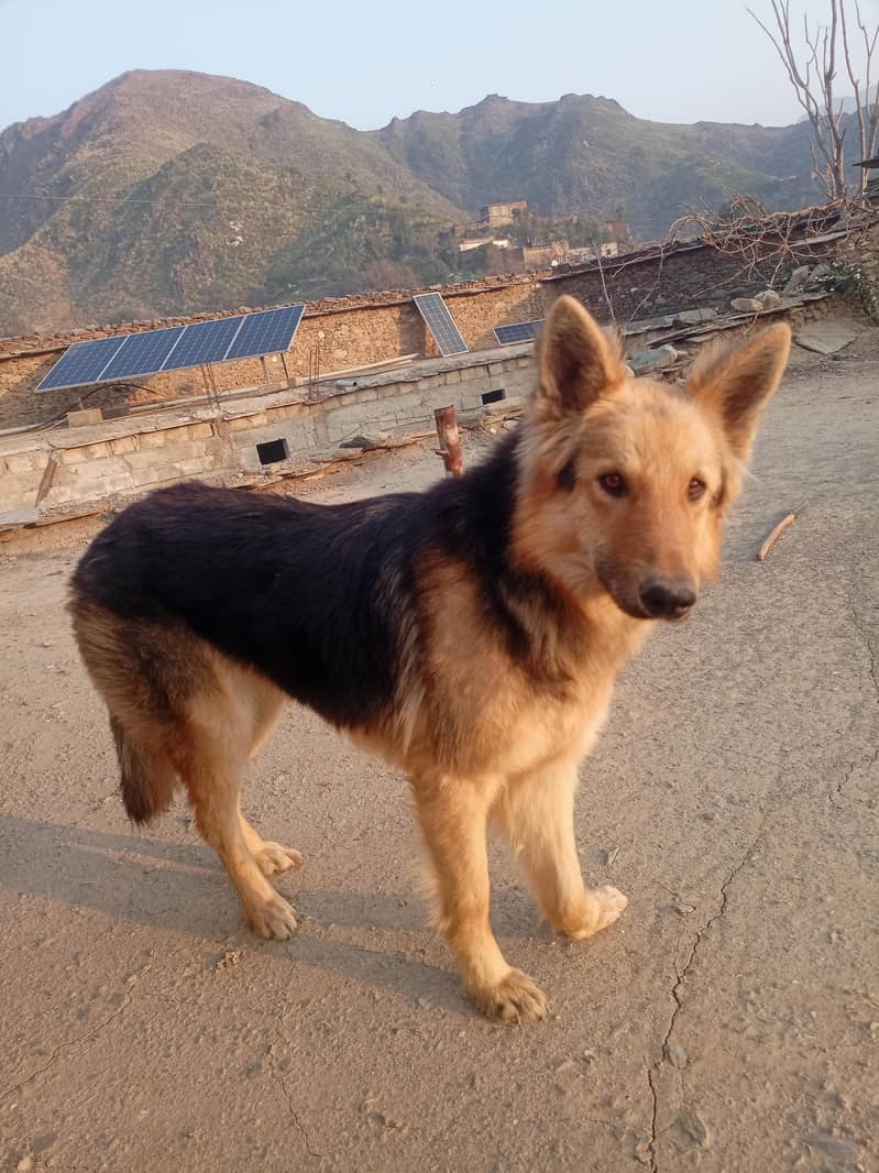 اعلیٰ نسل کا جرمن شیفرڈ (GSD) - گھر کی حفاظت کے لیے بہترین" 1