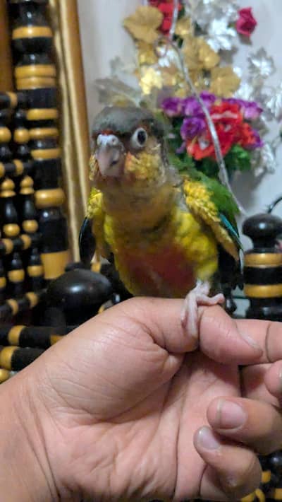 pineapple conure chick