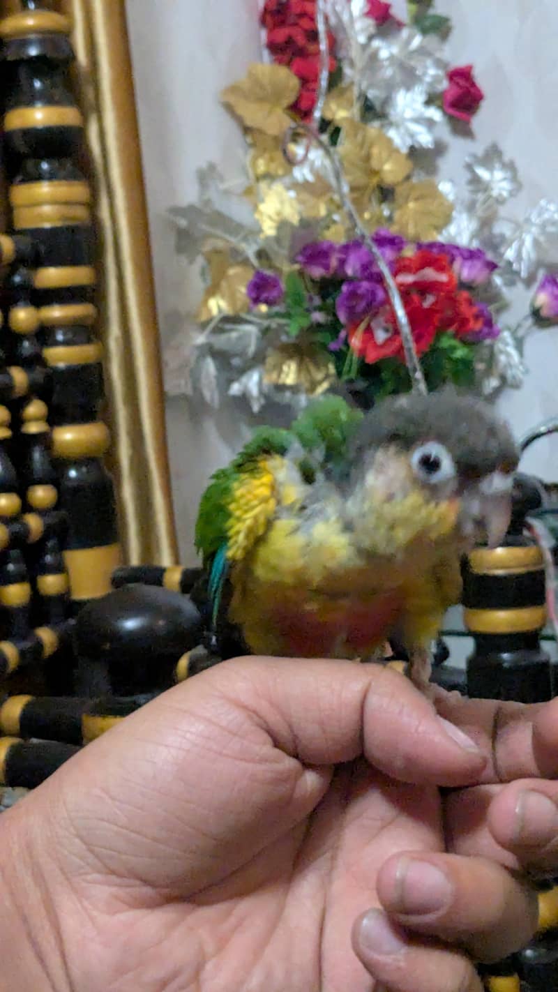 pineapple conure chick 1
