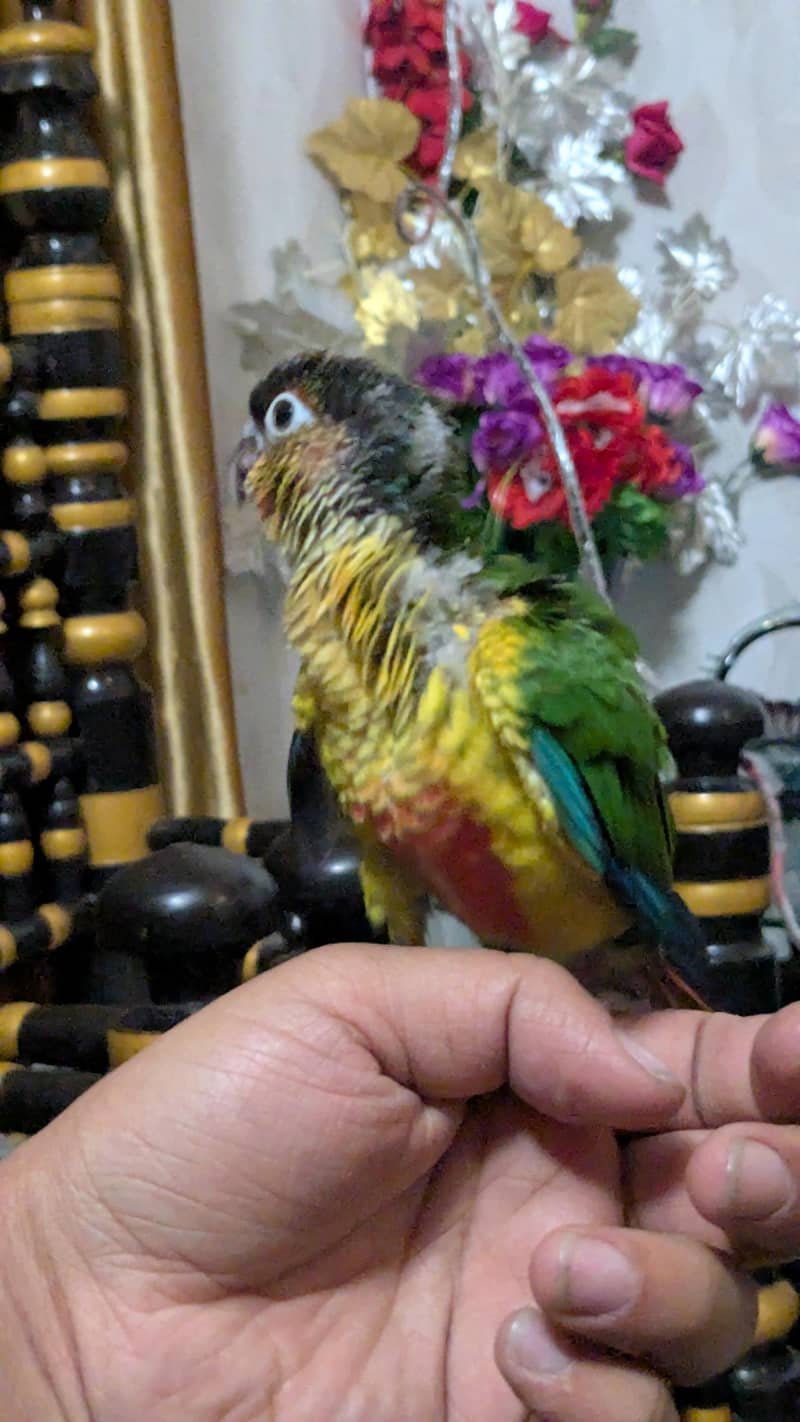 pineapple conure chick 2