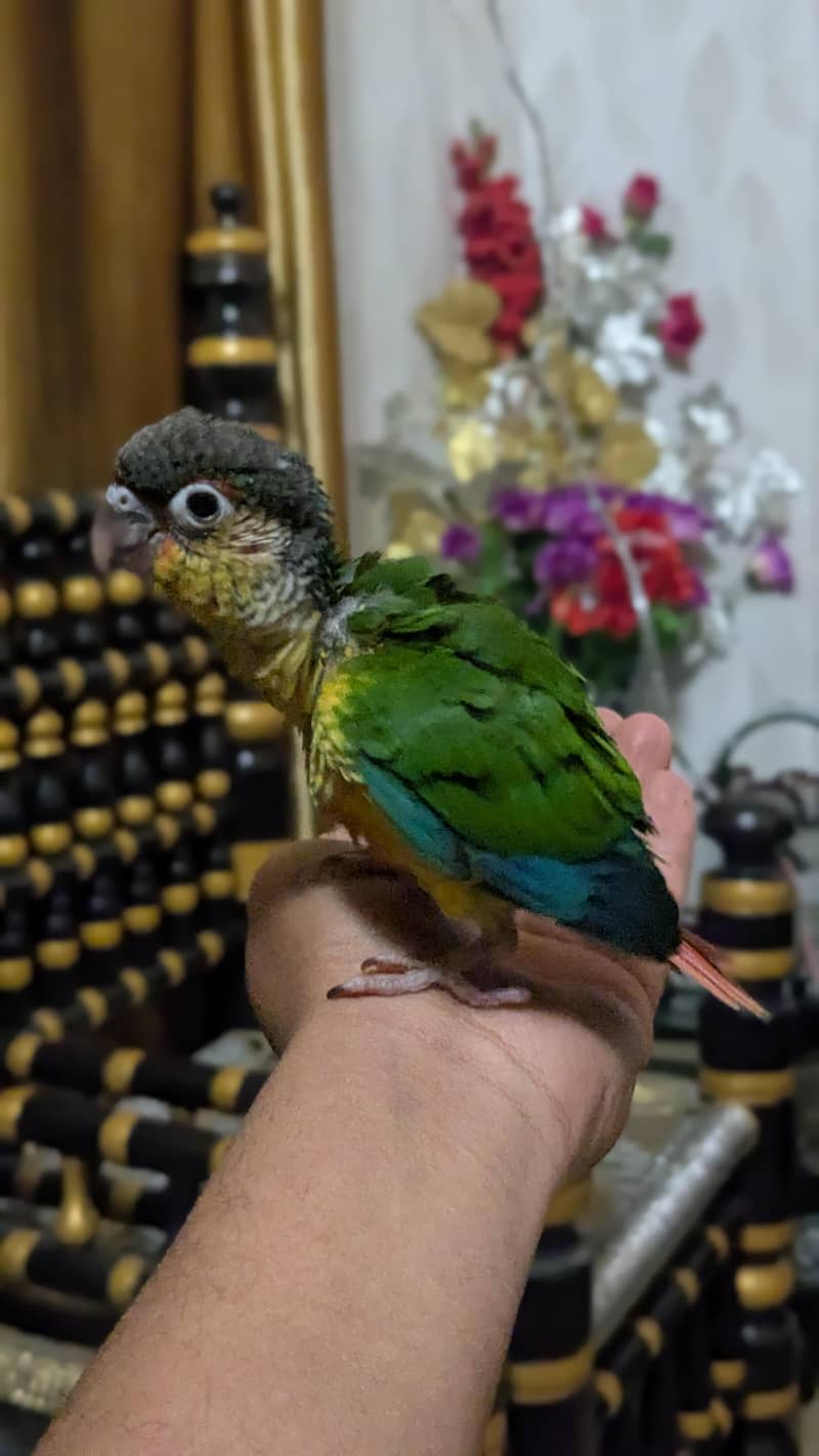 pineapple conure chick 3