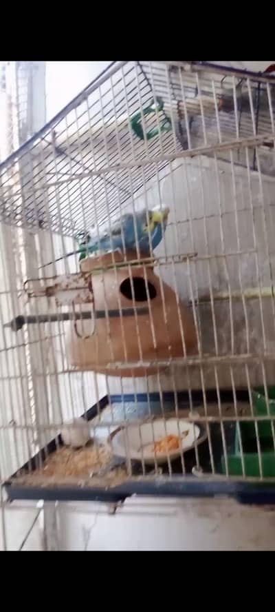 budgie pair in just 1000 rupees