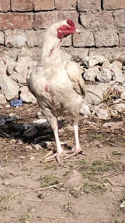 Heera shoq demand 12k