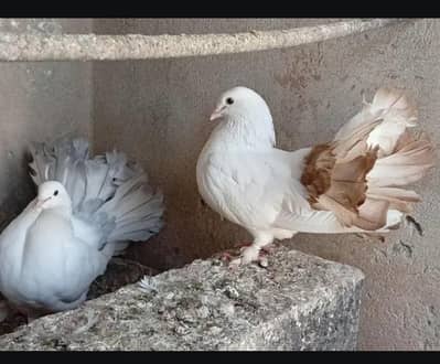 silver tail male and red tail female with chiks Faintail pair