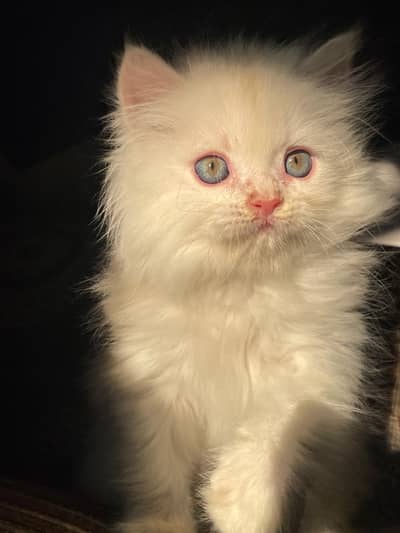 Female kitten persion triple coated