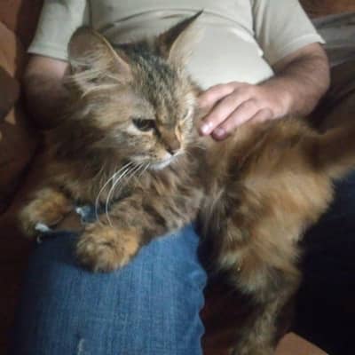 persian cat for sale urgent
