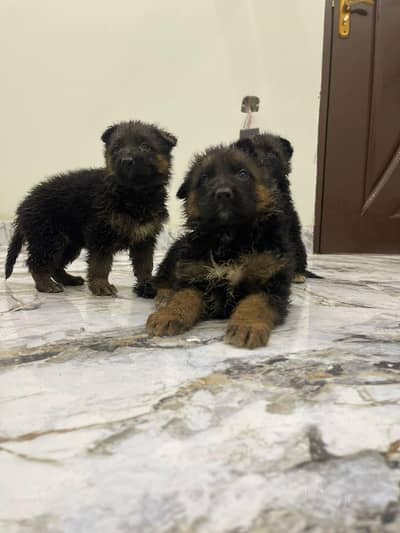 German Shepherd Male puppy Pure breed long Coat non pedigree