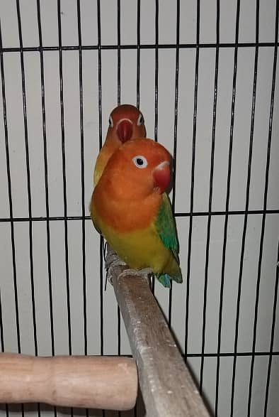 Love bird mix colors