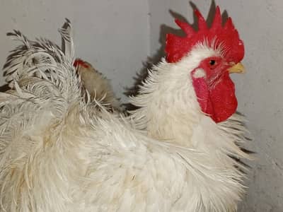 Frizzle male For Sale