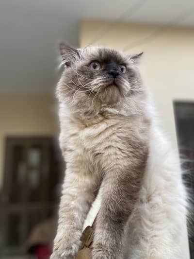 Pure himalayan extreme coat