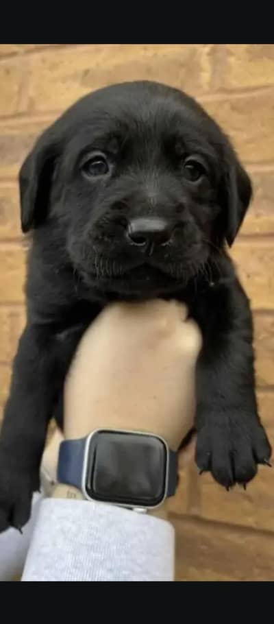 Labrador Puppy