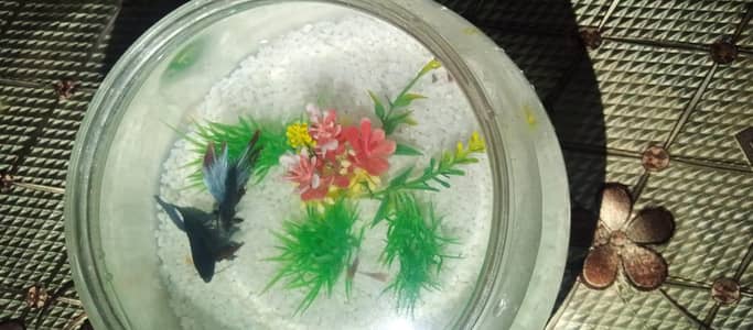 good condition bowl and betta fish