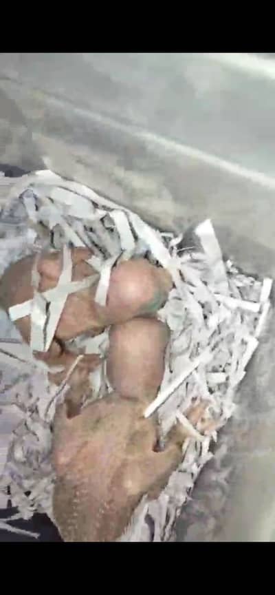 Alexander pahari chicks available