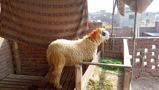 big size pure mundra urgent sale