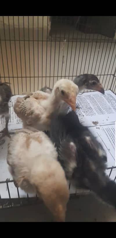 1 month k bachy han Pakistani or thai