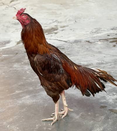 Aseel murga mianwali