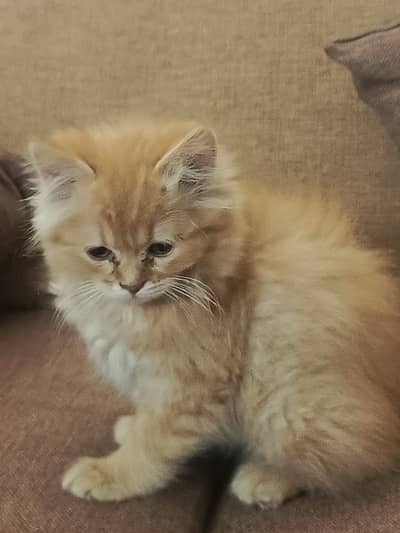 Pure triple coat Persian kitten playful litter trained.