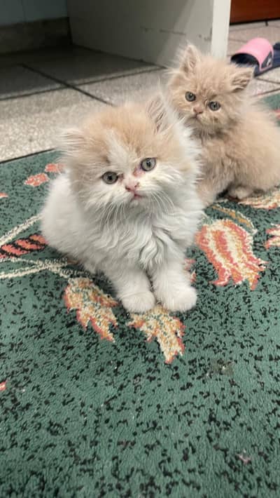Pure Persian Kittens with Heavy Coat