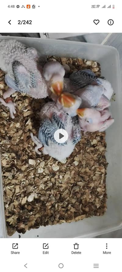 raw 3 chicks