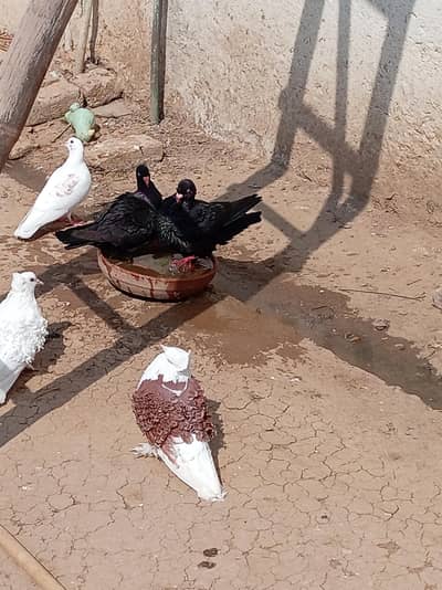 Black Danish breader pair available in Rawalpindi Attock 03165420825